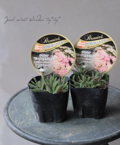 �ɺ��𥢥��쥢������ѥ����ʼ�إԡ���������������