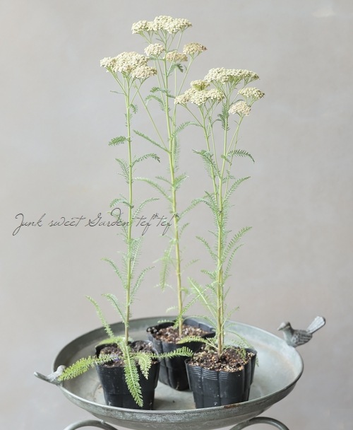 �ɺ��𥢥��쥢������ѥ����ʼ�إԡ���������������