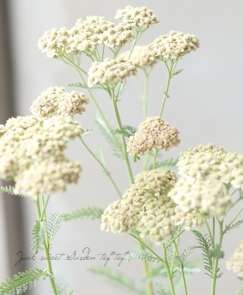 �ɺ��𥢥��쥢������ѥ����ʼ�إԡ���������������