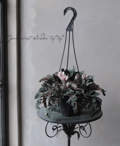 観葉植物】 ペリオニア 『プルクラ』 | すべての商品 | | Junk sweet