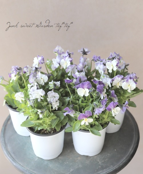 ◇ぞうさんビオラ 『ホワイト～ブルー系』 | すべての商品 | | Junk