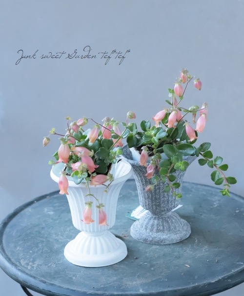 ����󥳥�����˥ե����顡Qween�� �إե��ե��� �ߤ�ȭ