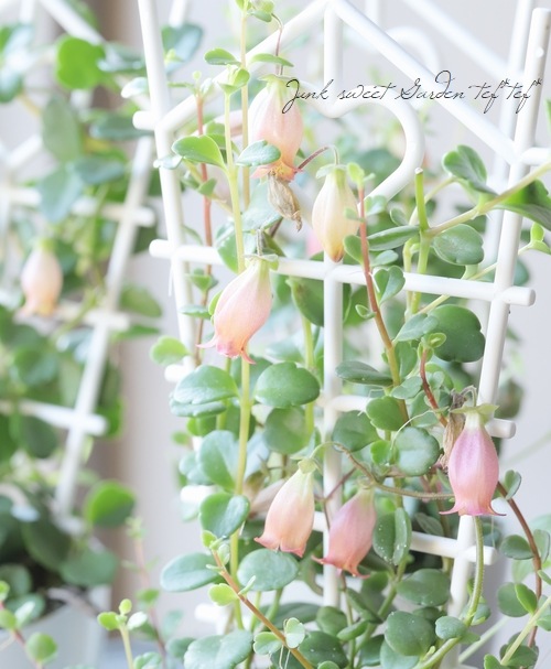 ����󥳥�����˥ե����顡Qween�� �إե��ե��� �ߤ�ȭ