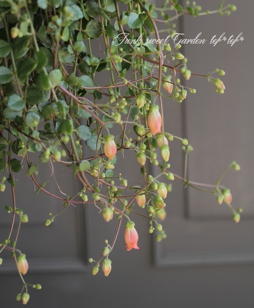 ����󥳥�����˥ե����顡Qween�� �إե��ե��� �ߤ�ȭ