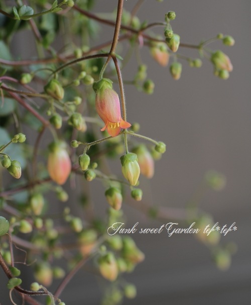 ����󥳥�����˥ե����顡Qween�� �إե��ե��� �ߤ�ȭ