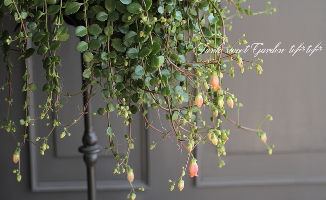 ����󥳥�����˥ե����顡Qween�� �إե��ե��� �ߤ�ȭ