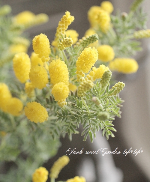 �����������ɥ���ǥ����ߥ⥶���إ�˥��� ��˾�Υ���ѥ����ʼ�ڿ��������ѡ�