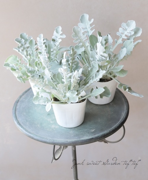 セントーレア(矢車草) 『シルバームーン』 | すべての商品 | | Junk