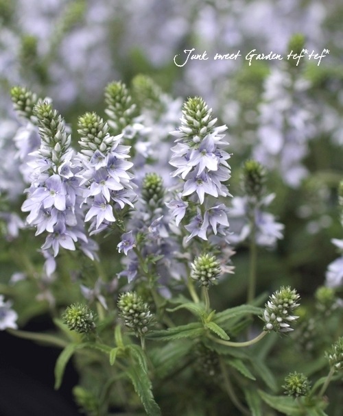 ���꡼�ԥ󥰥٥��˥����إץ����ȥ顼����