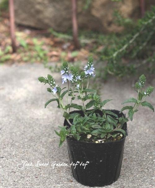 ���꡼�ԥ󥰥٥��˥����إץ����ȥ顼����