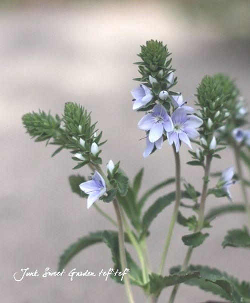 ���꡼�ԥ󥰥٥��˥����إץ����ȥ顼����