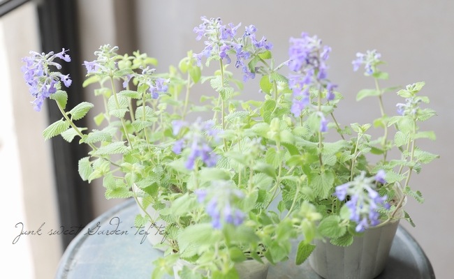 ネペタ・キャットミント 『ライムライト』 | すべての商品 | | Junk