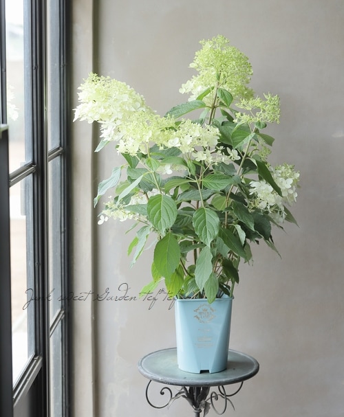 はるか（匿名配送）シルバー　タヒチ南洋パール13.3mm 最強の艶消　葉 Ciel Petit（シエルプチ）のキッズ晴雨兼用日傘【マーメイドパラソル/3