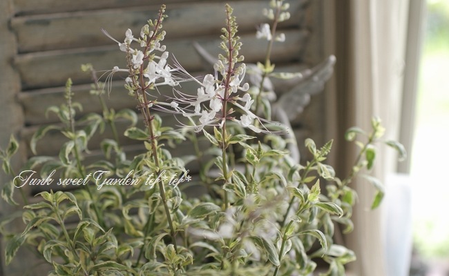 斑入りネコノヒゲ キャッツウィスカー 『バリエガータ』 | すべての