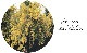 إڥӥꥹ