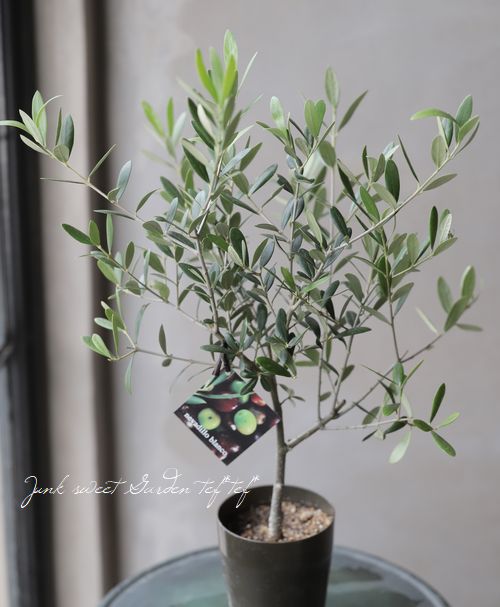 ���꡼�֡��إͥХǥ����֥�� -nevadillo blanco-��