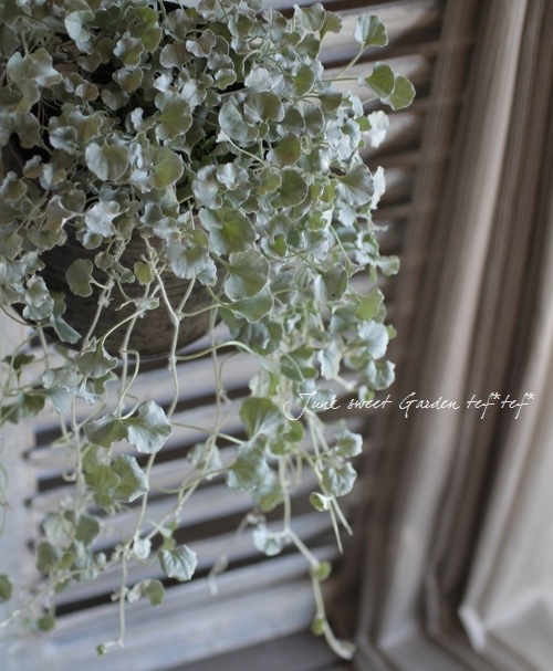 ディコンドラ シルバーフォール すべての商品 Junk Sweet Garden Tef Tef