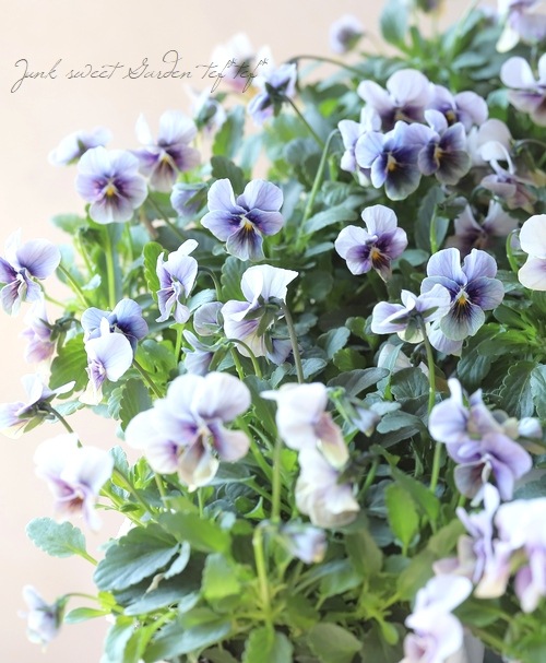 ○北島園芸さんオリジナル ビオラ 『小輪試作品種』 | すべての商品