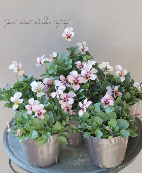 ☆育種うえたオリジナルビオラ 『パピヨンワールド』 【Hタイプ