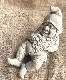 �ڻ��ߡ� �ѹ�SPARTA STATUES ��Gnome on Toadstools�� �����ǥ󥪡��ʥ���