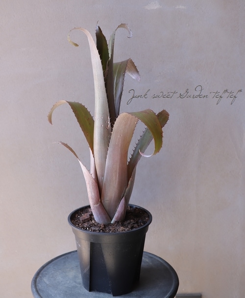 特大　Aechmea variegated sp 仔株　鉢のまま発送　ブロメリア 特大 Aechmea variegated sp 仔株 鉢のまま発送 ブロメリア