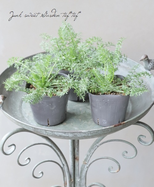 高澤さん生産】 ニゲラ・パピロサ 『ブルーイスタンブール』 2本植え