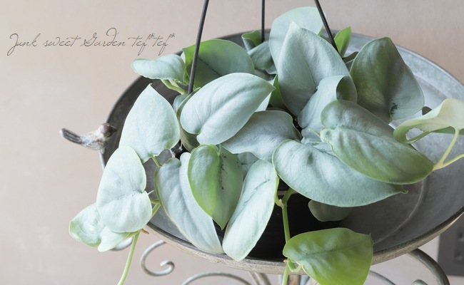 観葉植物】 スキンダプサス 『オルモストシルバー』 | すべての商品