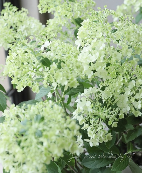 ノリウツギ　ミナヅキ　ピラミッド紫陽花　秋色紫陽花　ドライフラワー　大　北海道産 ノリウツギ ミナヅキ ピラミッド紫陽花 秋色紫陽花 ドライフラワー 大