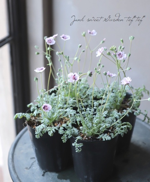 エロディウム コルビアナム ナターシャ 姫風露草 ヒメフウロソウ すべての商品 Junk Sweet Garden Tef Tef