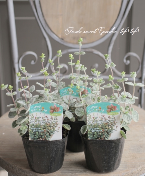 �֥��쥬�Ρ��إǥ�������ʥ��١�