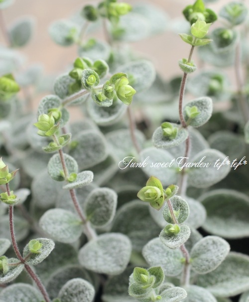 �֥��쥬�Ρ��إǥ�������ʥ��١�