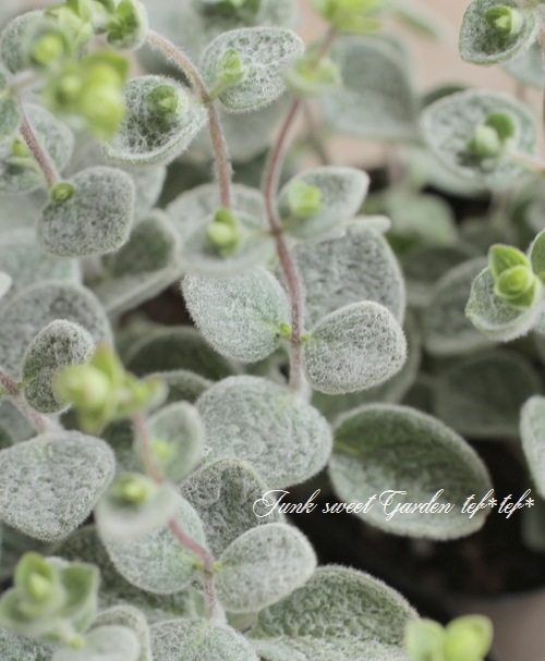 �֥��쥬�Ρ��إǥ�������ʥ��١�