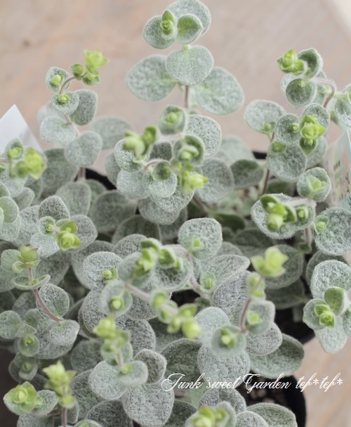 �֥��쥬�Ρ��إǥ�������ʥ��١�