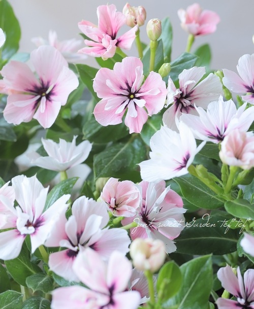 �������ݥ��ꥸ�ʥ�� Ȭ�ź餭�˥��˥��������ߥ饷�꡼�� �إ�͡� ��E�����ס�