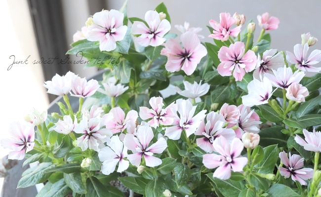 北島園芸オリジナル】 八重咲きニチニチソウ・ミラシリーズ 『モネ