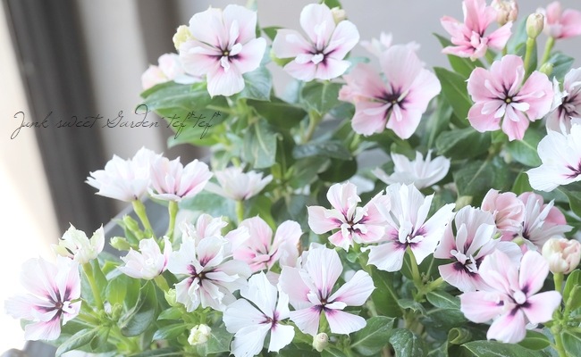 迷宮に咲く花 蒔菜　SP3枚 迷宮に咲く花 蒔菜 SP3枚 迷宮に咲く花 蒔菜 SP3枚 2025年最新