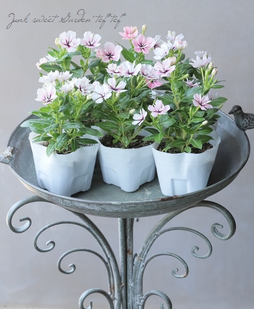 お取り置き専用　多肉植物　❁︎シュビル錦　未発根 お取り置き専用 多肉植物 ❁︎シュビル錦 未発根 お取り置き専用 多肉