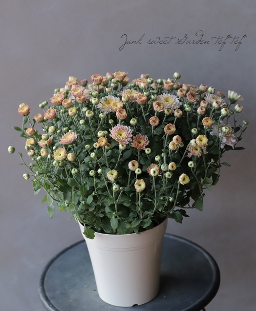 ベルギーマム Gediflora ゲディフローラ ベージュピンク すべての商品 Junk Sweet Garden Tef Tef
