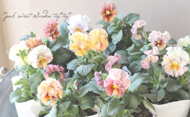 シエナの空 ○北島園芸さんオリジナル ビオラ 『ドレープ・シエナ』 | すべての