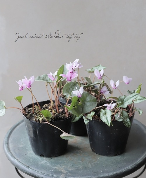 MINATO 原種シクラメン　ヘデリフォリウム　ヴェルデ MINATO様 専用 原種シクラメン ヘデリフォリウム ヴェルデ 原種