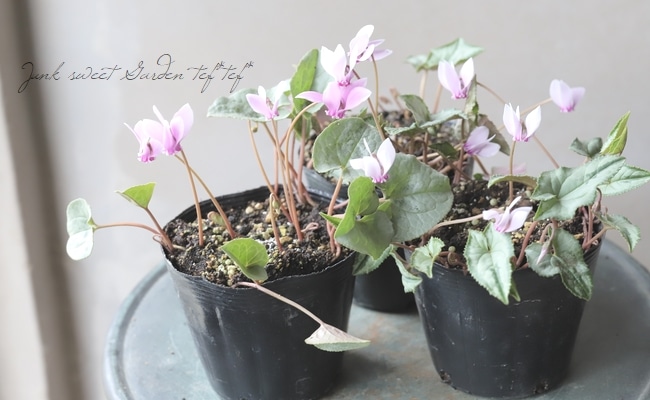 原種シクラメン ヘデリフォリウム｜園芸日記by黒猫さん｜みんなの趣味