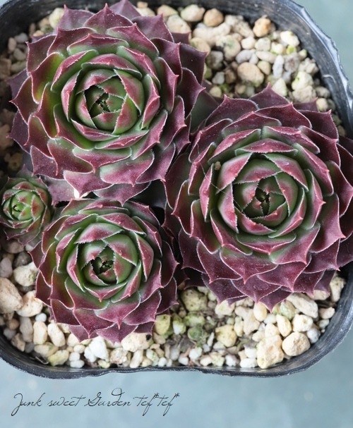 多肉植物】センペルビウム『ガイジエスター』 | Leaf Species,多肉植物