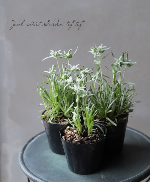 エーデルワイス 『エベレスト』 | すべての商品 | | Junk sweet Garden