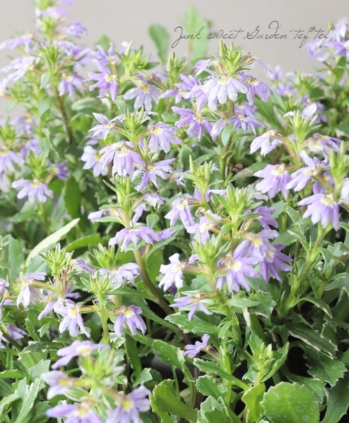 斑入りスカエボラ 『ブルーファンフラワー』 | すべての商品 | | Junk