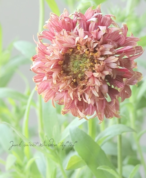 ガイラルディア・プルケラ・ラズルダズル 『ピンク』 | すべての商品