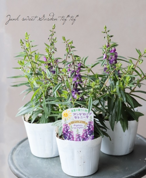 アンゲロニア セレニータ パープル すべての商品 Junk Sweet Garden Tef Tef