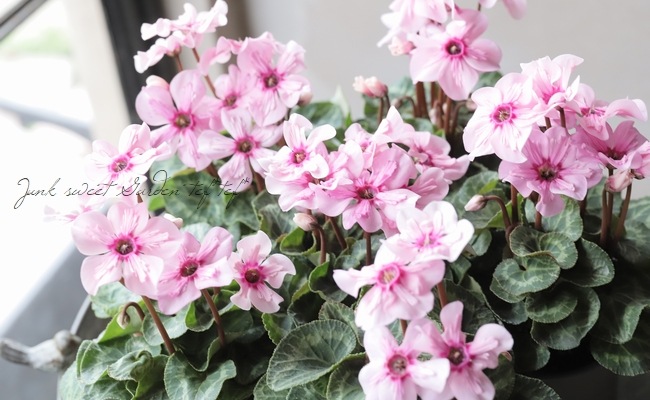 軽井沢たけいち農園】ミニシクラメン・イリュージア 『ピンクラテ