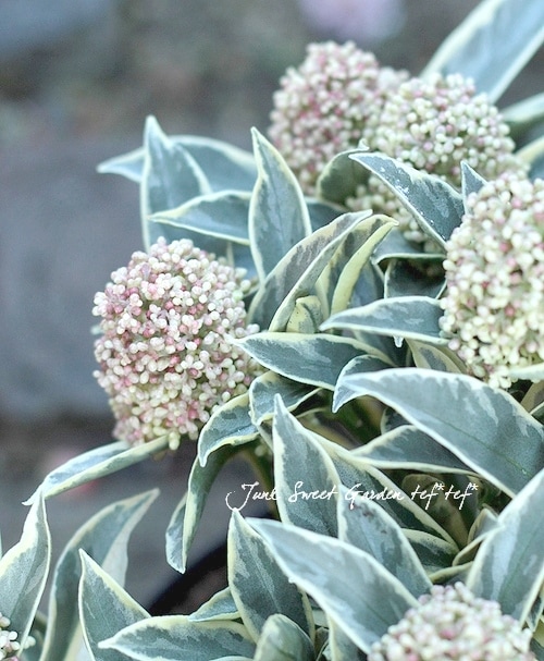 斑入りスキミア 『マジックマルロー』 特大14輪～ | すべての商品