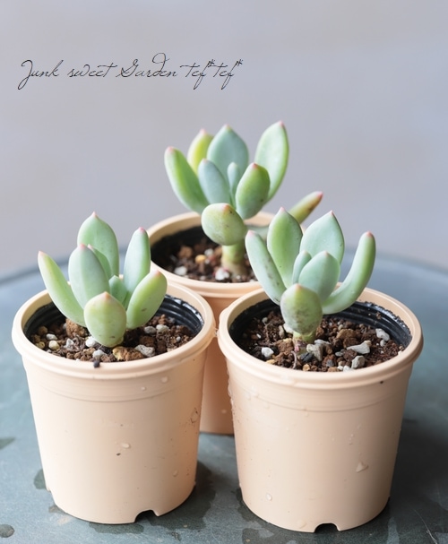 星美人錦　パキフィツム　多肉植物 レア多肉植物シリーズ・パキフィツム属・星美人錦inわけけのお店