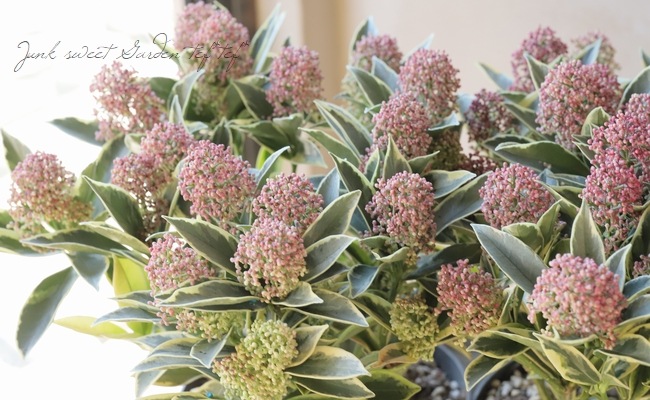 斑入りスキミア 『マジックマルロー』 特大14輪～ | すべての商品